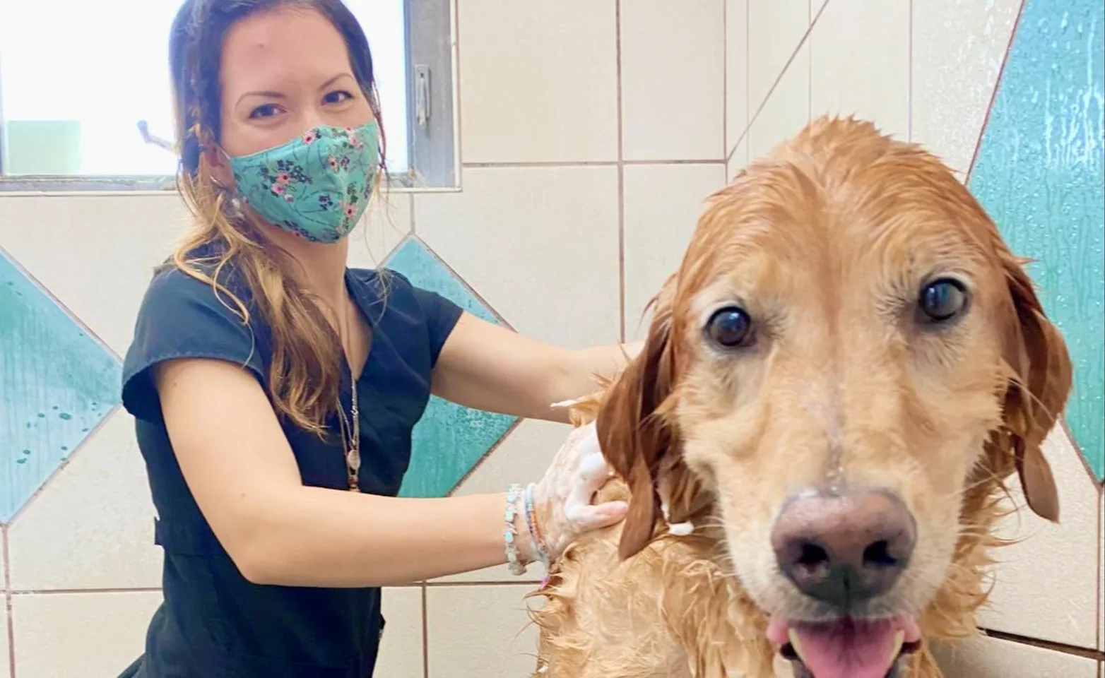 Dog being bathed and groomed at St. Johns Veterinary Hospital